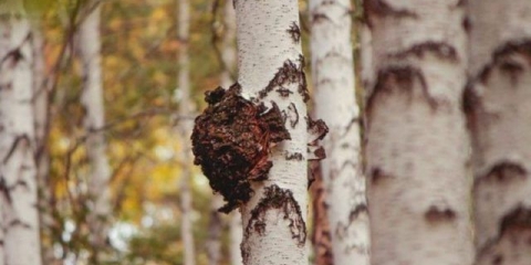 Čaga: kako očistiti i pripremiti za sušenje, čuvanje kod kuće